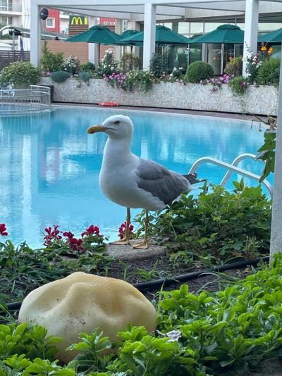 Jeravi Slunečné pobrezi 