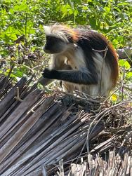 Zanzibarská opička