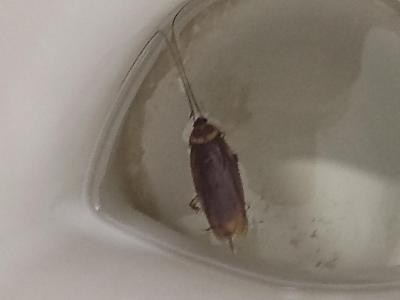 Ubytování neodpovídá 4 *