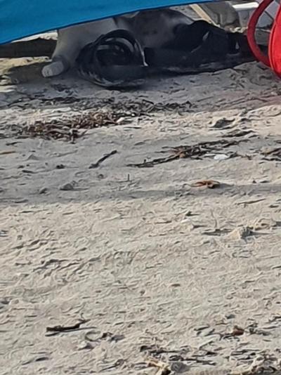 Nour Palace jako zapadající hvězda