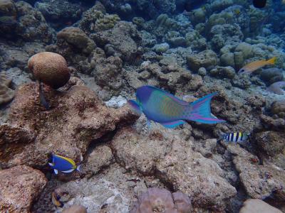 Vilamendhoo Island Resort & Spa ***