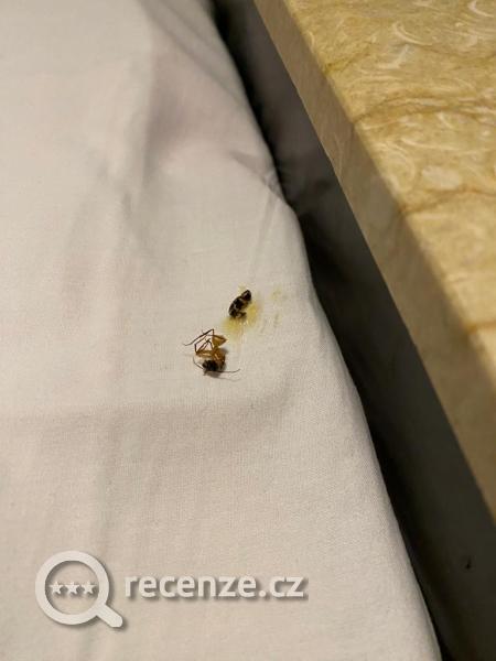 Mravenci v posteli