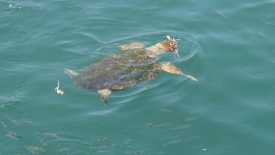 Turecko - Orka Lotus beach